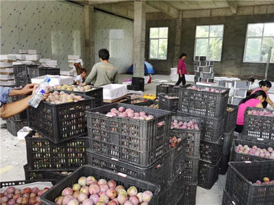 新羅區(qū)最大芙蓉李收購集散中心 扶農(nóng)助農(nóng)打造產(chǎn)供銷一站式服務(wù)，助力農(nóng)副產(chǎn)品銷售騰飛